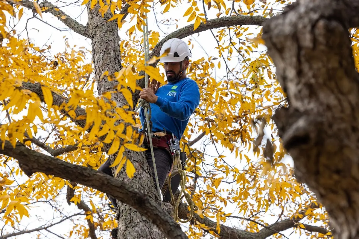 Skilled Tree Trimming crew working in Exira
